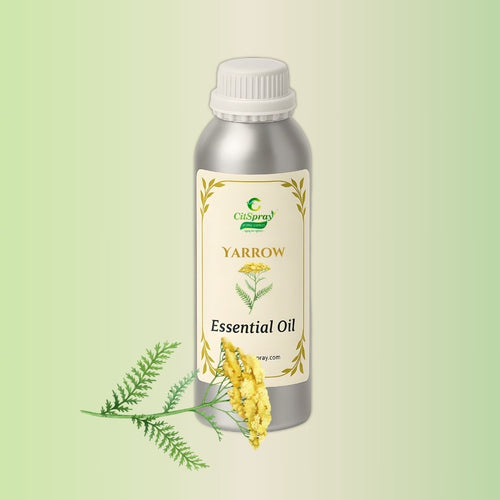 Yarrow Oil Essential Oil in aluminum bottle by CitSpray. Natural botanical extract.